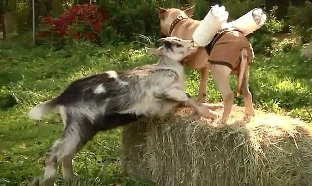 原始传奇 狗-狗：人类最忠诚的伙伴