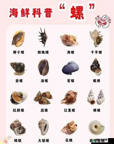 奇异的海螺位置-探索奇异海螺奥秘