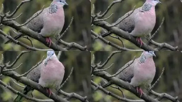 斑鸠叫声mp3-斑鸠叫声提升游戏沉浸感