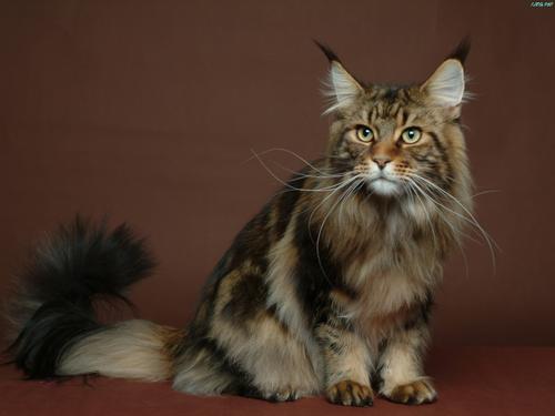 猫咪吃鱼也需防鱼刺卡喉：蚂蚁庄园小课堂揭示养猫小知识