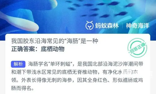 海肠：胶东沿海的净化水质能手