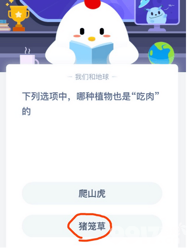 猪笼草：蚂蚁庄园小课堂揭秘食肉植物的奥秘