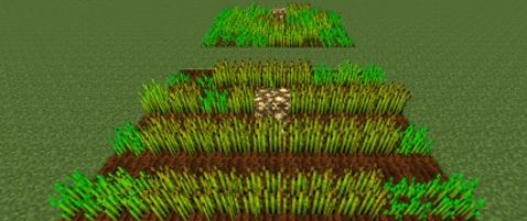 我的世界糯米怎么种？全面解析糯米种植与古法应用