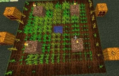 我的世界种子怎么收获？从种植到丰收的完整FAQ指南