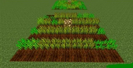 如何高效种植小麦？我的世界新手必看攻略